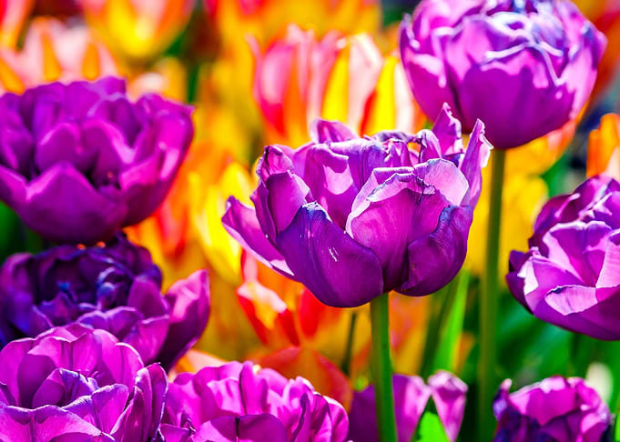 Tulips Color Festival