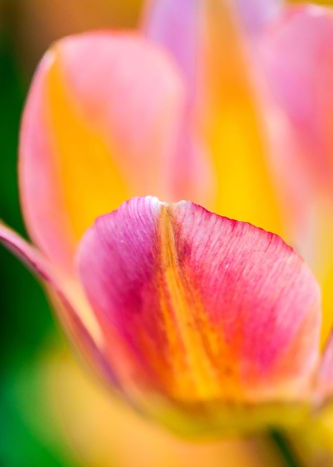 Tulips Color Gala
