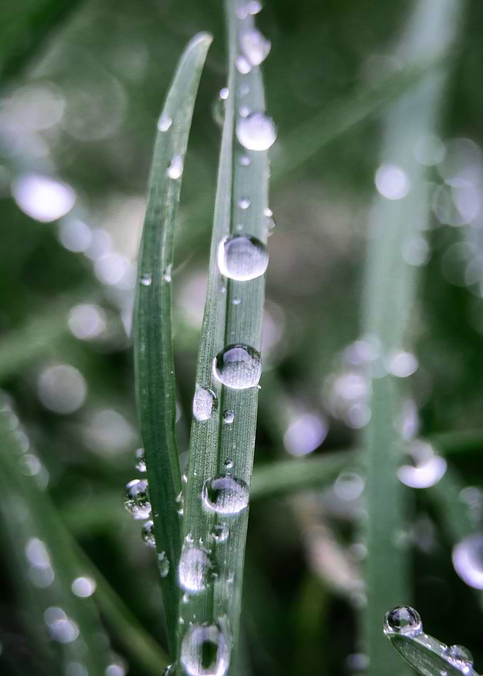 Morning dew 1
