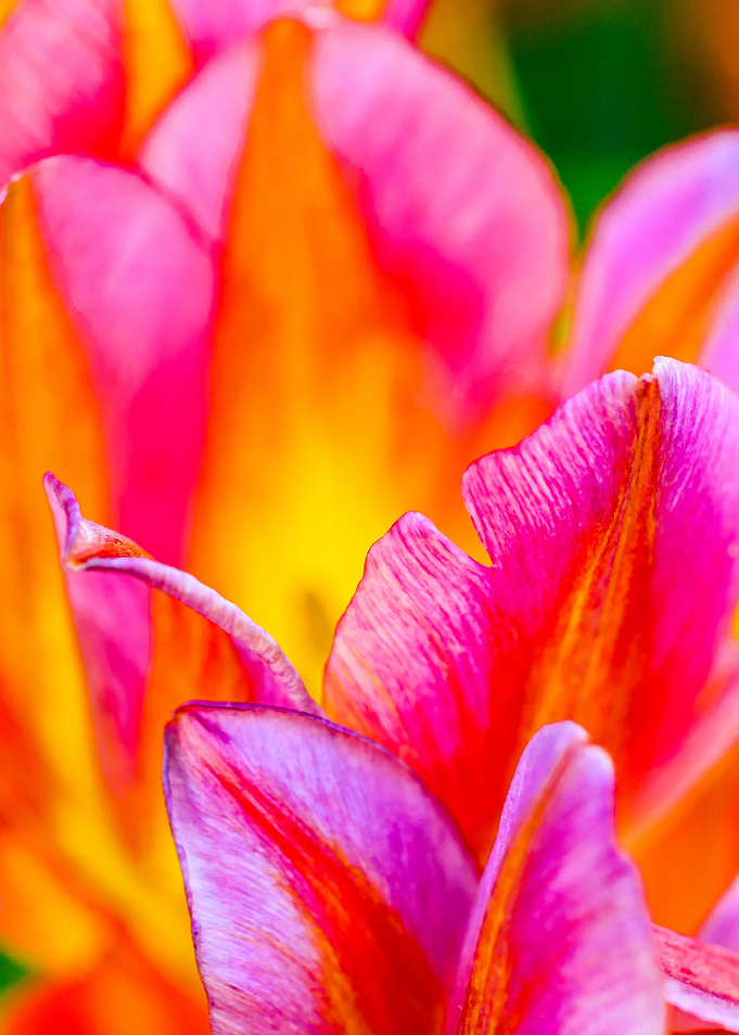 Tulips Color Gala