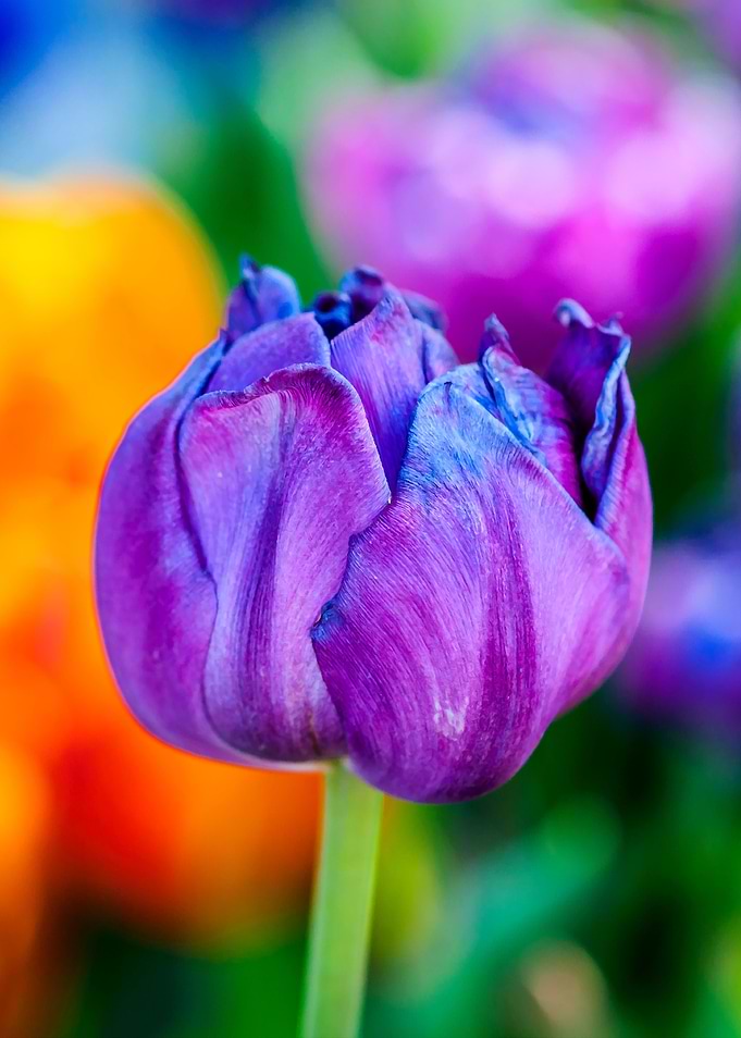 Tulips Color Gala
