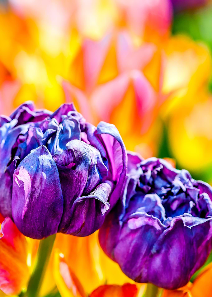 Tulips Color Gala