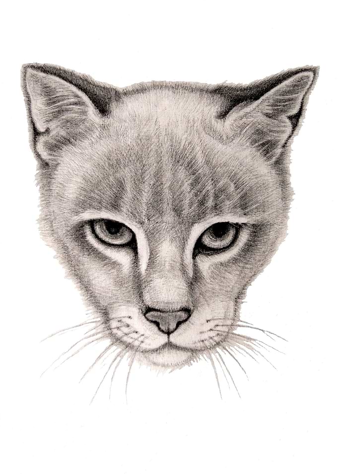 Serious cat portrait