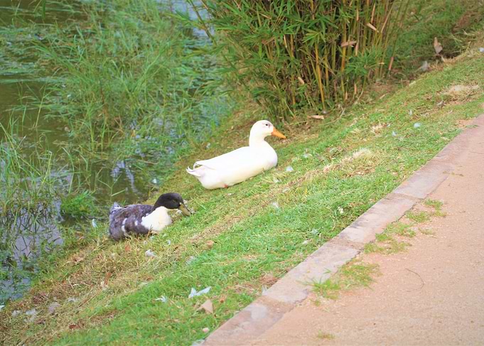 Together Swans
