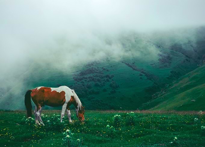 hORSE