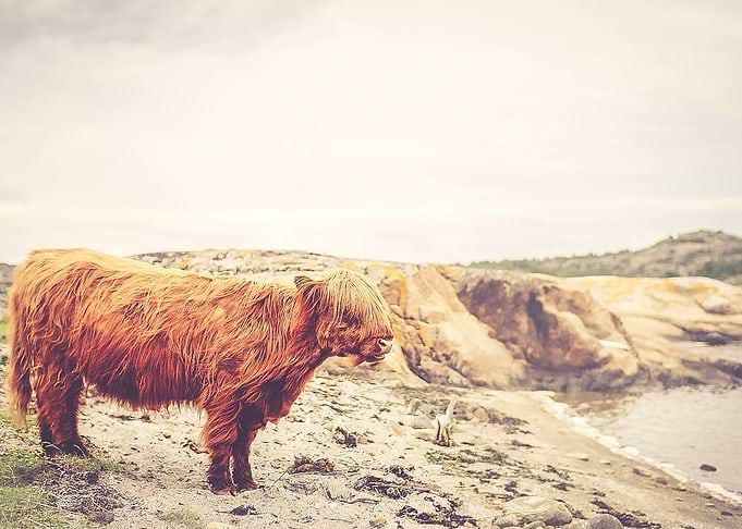 the cow