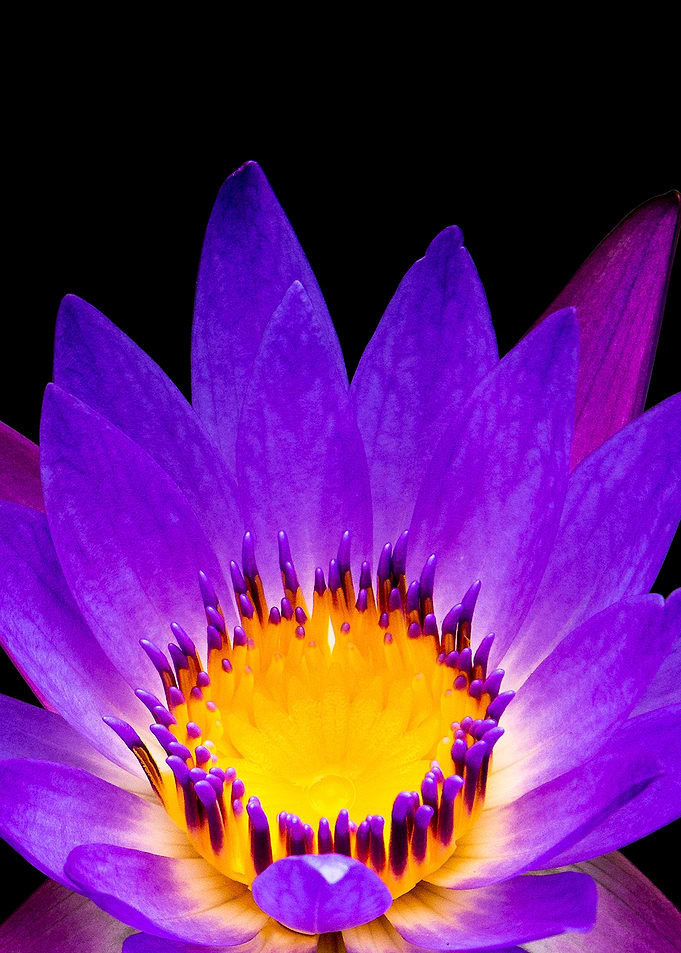 Lotus