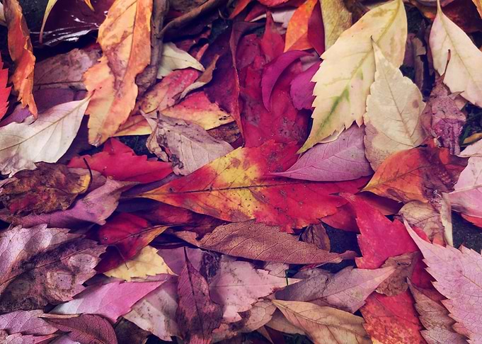 Pink Leafs