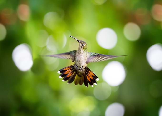 Hummingbird frontal