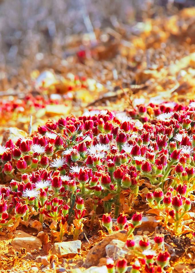 blooming red flower