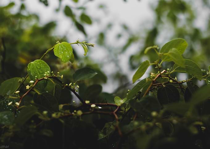 Dew