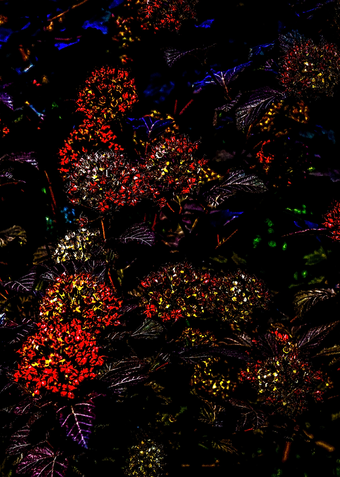 Ninebark Bush Right Part