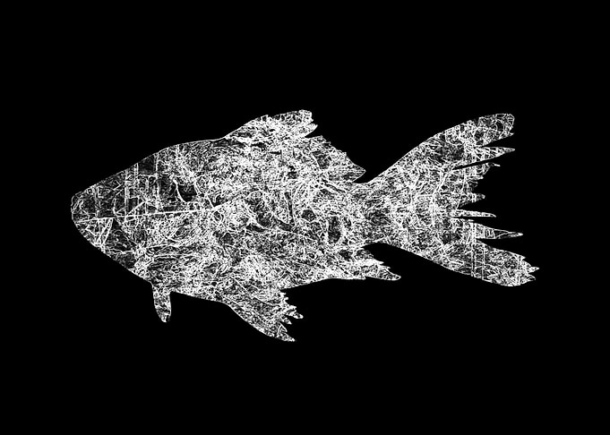 Poisson Noir et Blanc