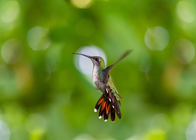 Hummingbird sideview