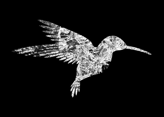 Colibris Noir et Blanc