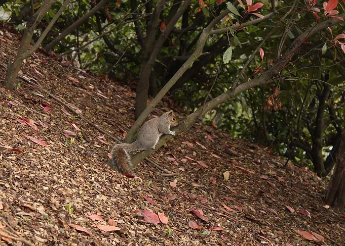 Squirrel