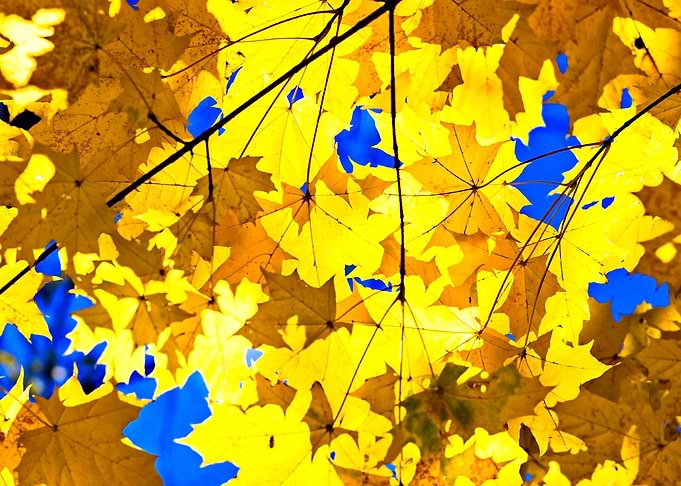 Autumn Yellow On Blue