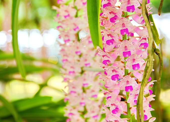rhynchistylis gigantea