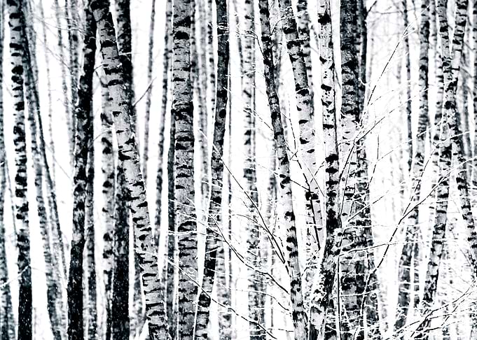 Birch Trees On A White Day