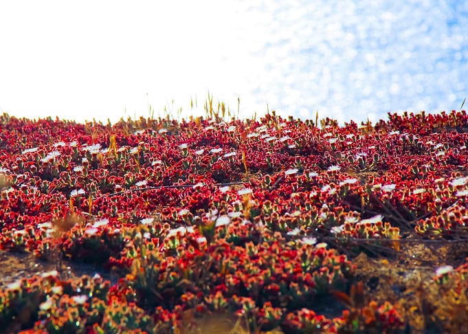 blooming red flower
