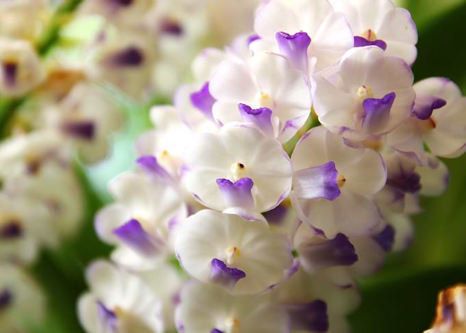 rhynchostylis gigntea