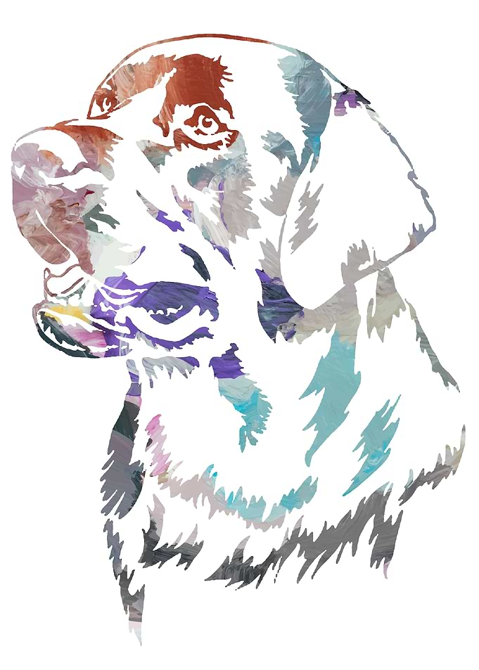 Dogs head