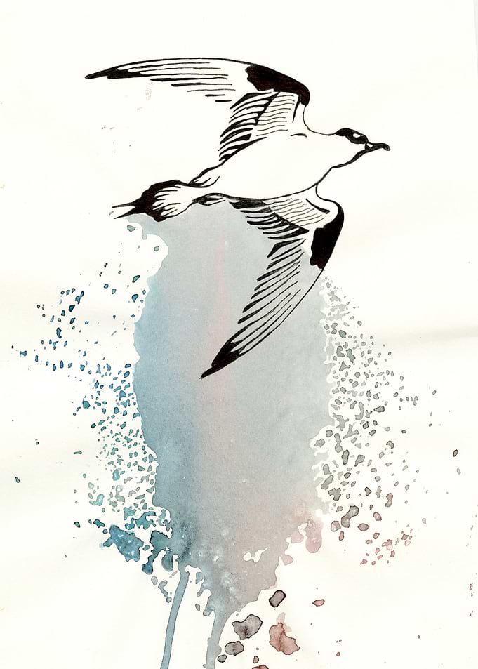 Birds of Paradise
