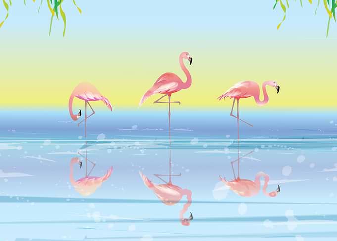 Flamingos