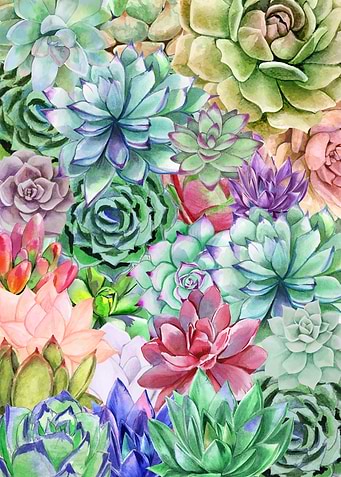Succulents Paradise
