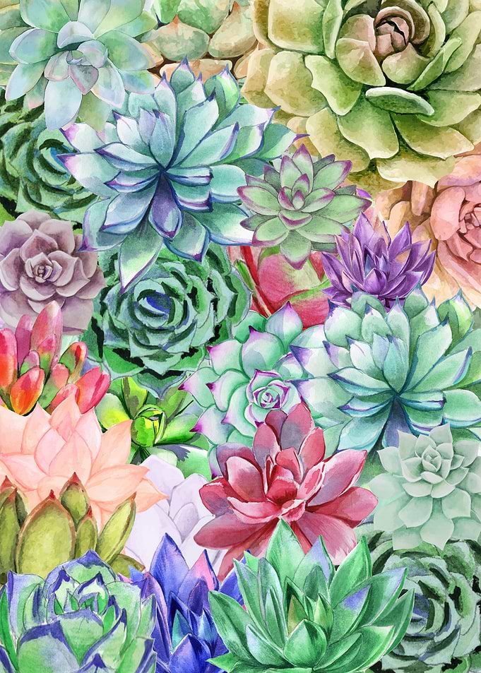 Succulents Paradise