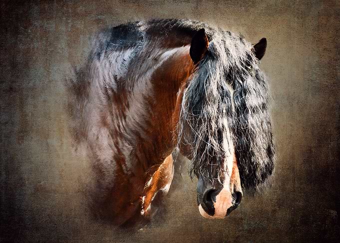 Draft Horse Luis