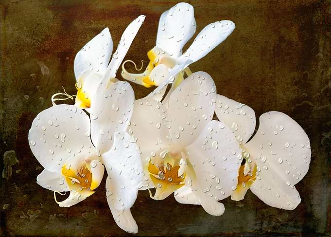 Raindrops on Orchids