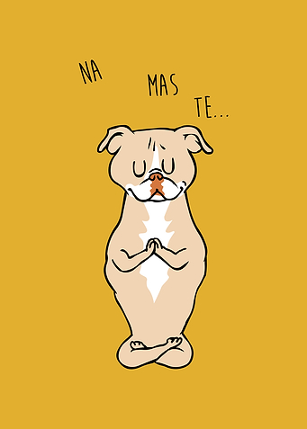 NAMASTE American Pit Bull
