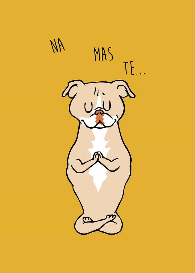NAMASTE American Pit Bull