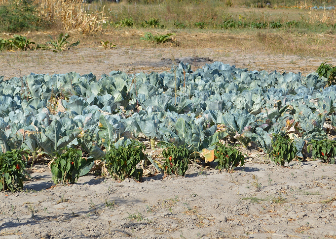 Winter Cabbage Harvest
