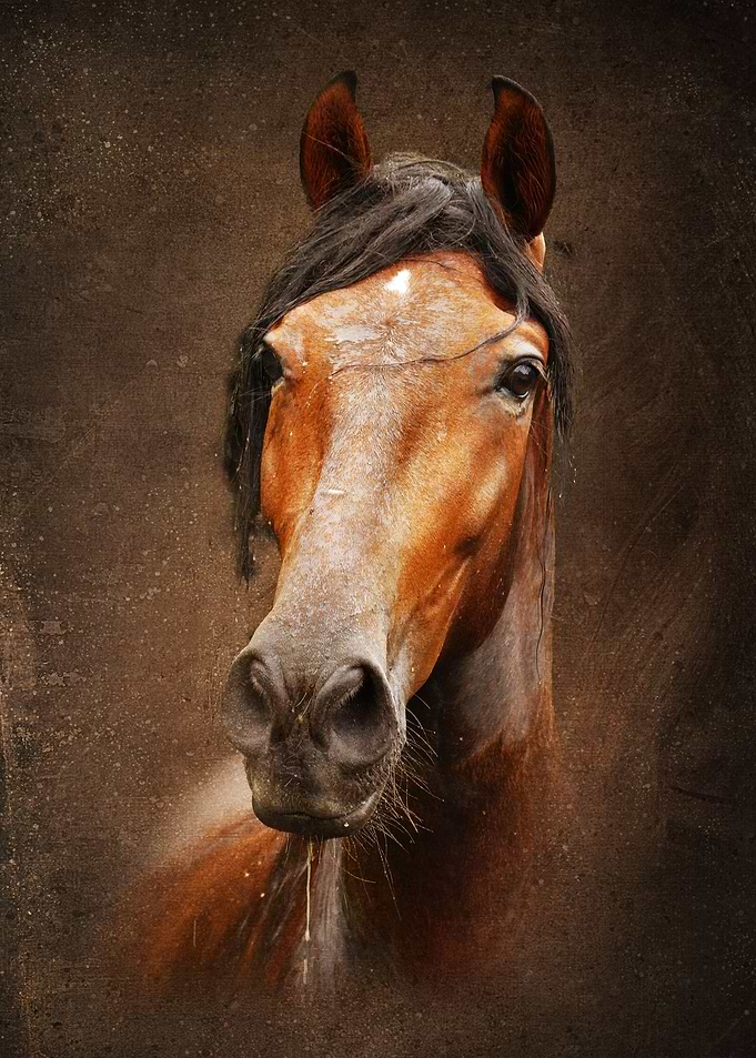 Andalusian Faraon