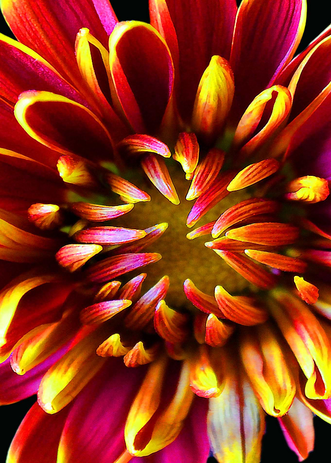 close up flower