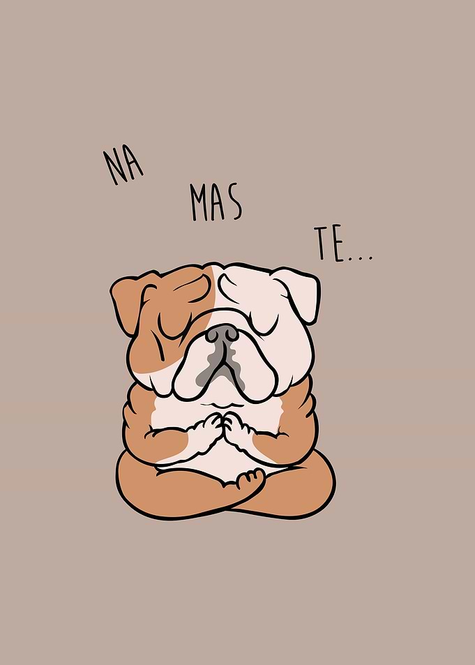 NAMASTE English Bulldog