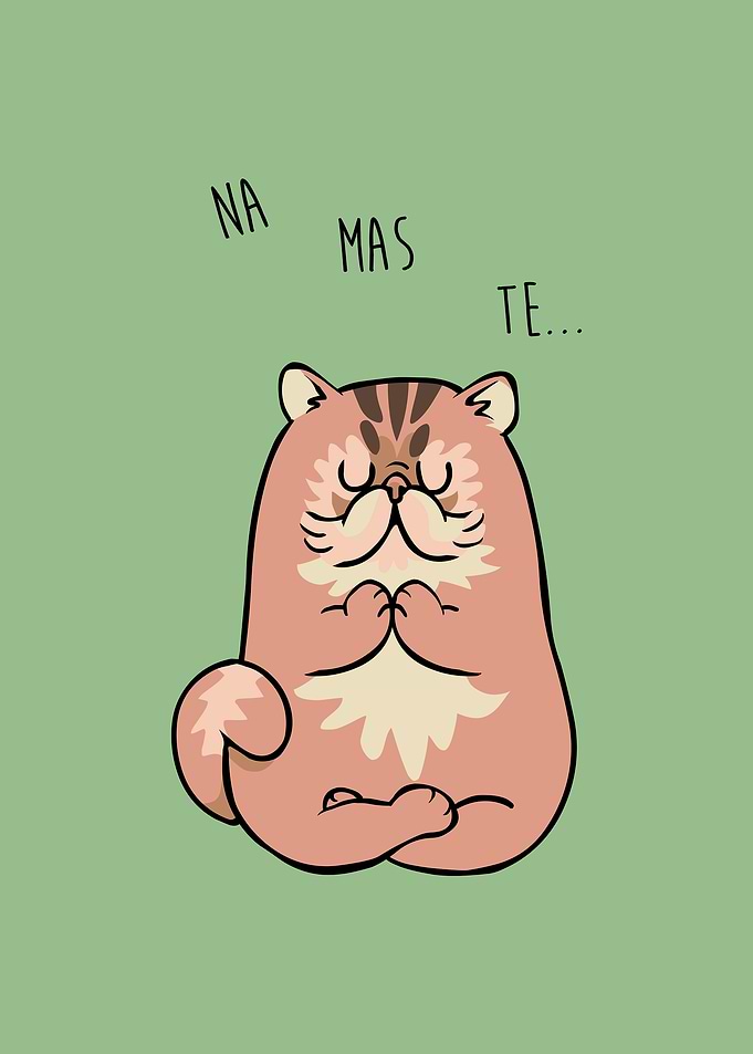 NAMASTE Persian Cat
