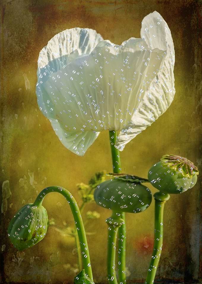 Raindrops on white poppy
