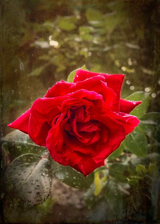 Raindrops on red rose