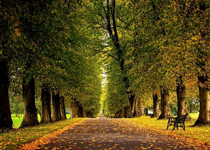 Park Landscape