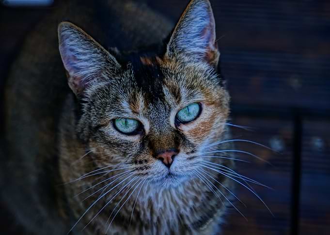 Gorgeous Cat