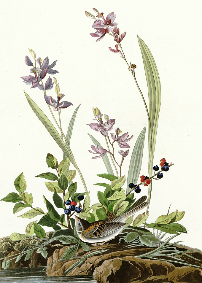 Field Sparrow