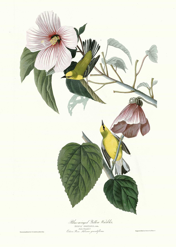 Blue winged Yellow Warble