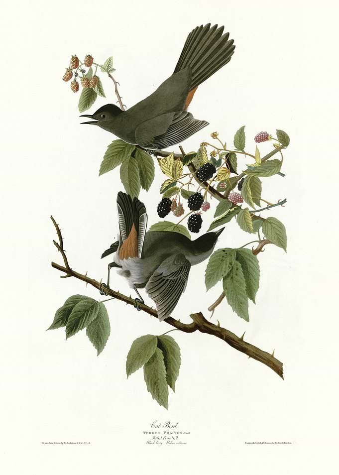 Cat Bird