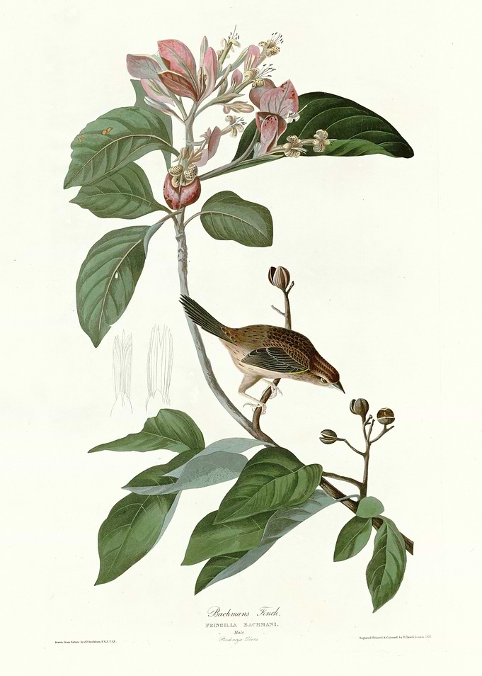 Bachmans Finch