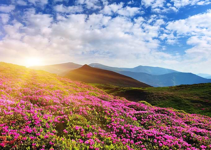 Mountain flowers