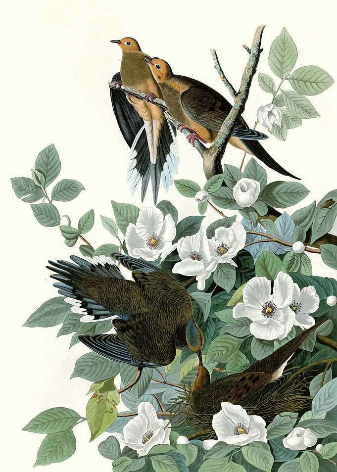 Carolina Turtle Dove