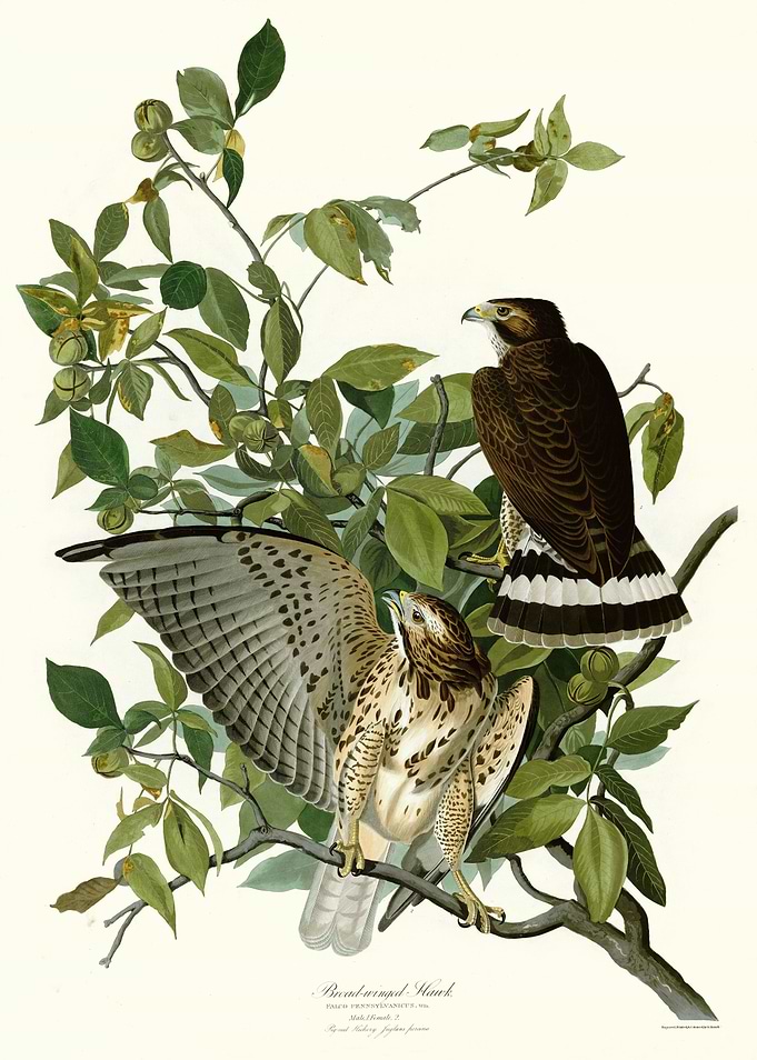 Broad winged Hawk